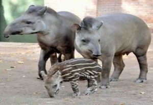 Tapir
